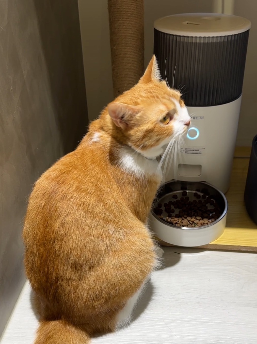 【2025自動餵食器推薦】寵物自動飼料機推薦-APP自動出餐、防止卡糧設計,毛小孩餵食好方便~蝦皮銷售量第一推薦 - 第6張圖
