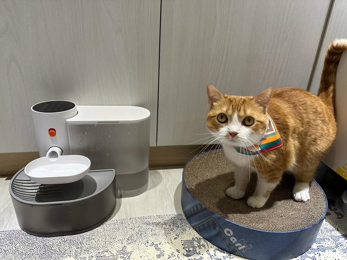 【2025寵物飲水機推薦】貓咪飲水機|自動飲水機|傾倒式寵物飲水機,免濾芯0耗材,台灣現貨一年保固 - 第1張圖
